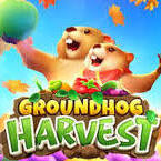 Groundhog Harvert